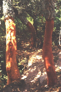 Freshly stripped cork oaks